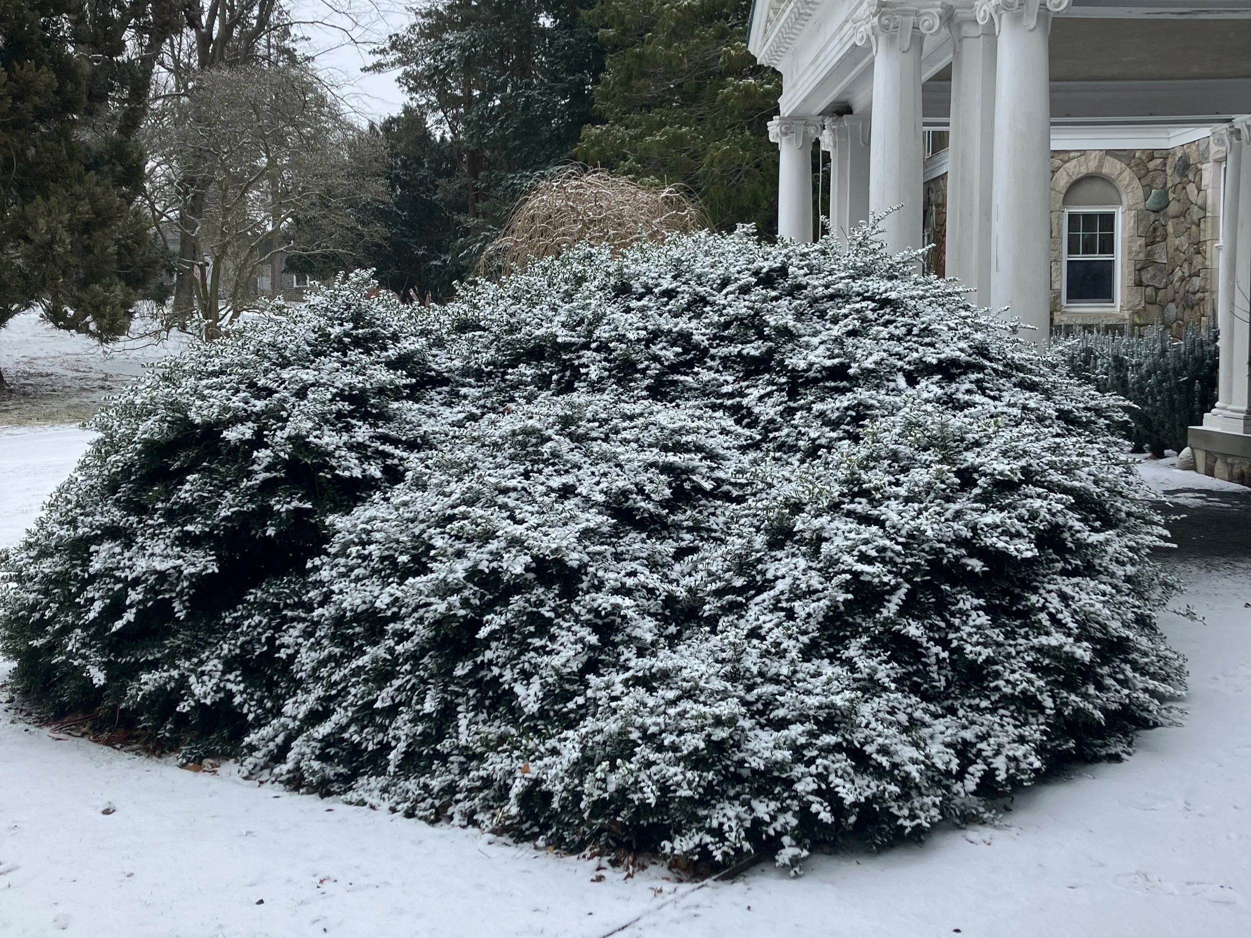 Newport's Horticultural History: Heller's Japanese Holly — Newport